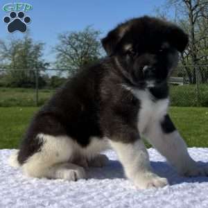 Jake, Akita Puppy